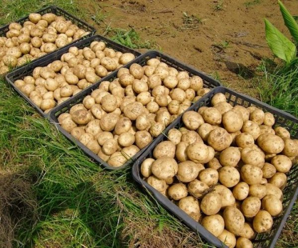 Tuyển dụng đơn hàng trồng khoai tây, khoai lang, cà rốt – BV1286