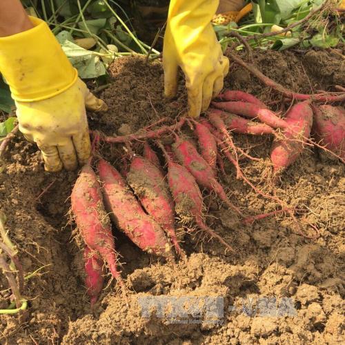Tuyển dụng đơn hàng trồng khoai lang – BV1270