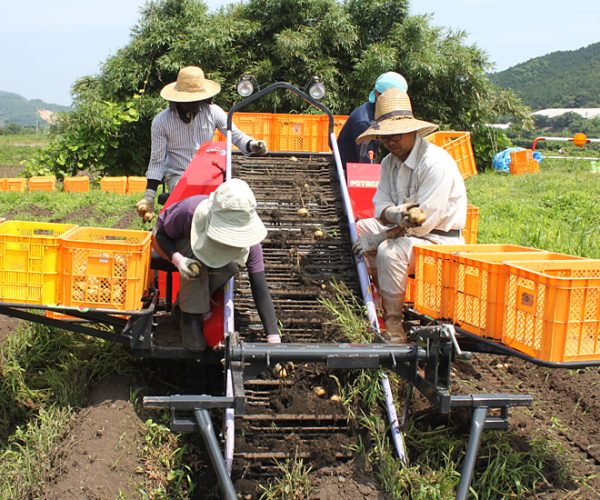 Tuyển dụng đơn hàng trồng và thu hoạch khoai lang, khoai tây, cà rốt – BV1763