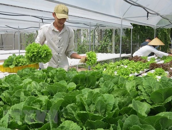 Tuyển dụng đơn hàng Trồng, chăm sóc, thu hoạch các loại rau – BV1671