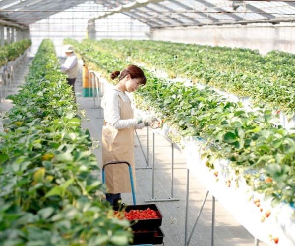 Tuyển dụng đơn hàng trồng và thu hoạch dâu tây – BV1317