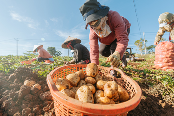 Tuyển dụng đơn hàng trồng khoai tây, khoai lang, cà rốt – BV1473