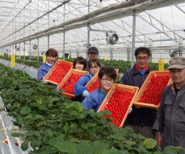 Tuyển dụng đơn hàng trồng và thu hoạch dâu tây – BV1702