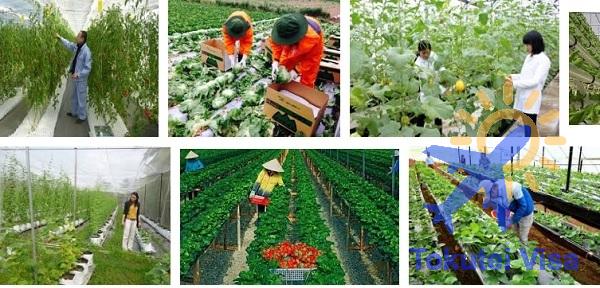 Tuyển dụng đơn hàng Trồng, chăm sóc, thu hoạch các loại rau – BV1672