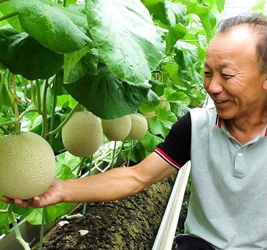 Tuyển dụng đơn hàng trồng dưa lưới, rau cần Nhật – BV1546