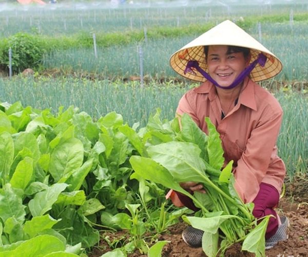 Tuyển dụng đơn hàng trồng cà chua, cải bó xôi – BV1296