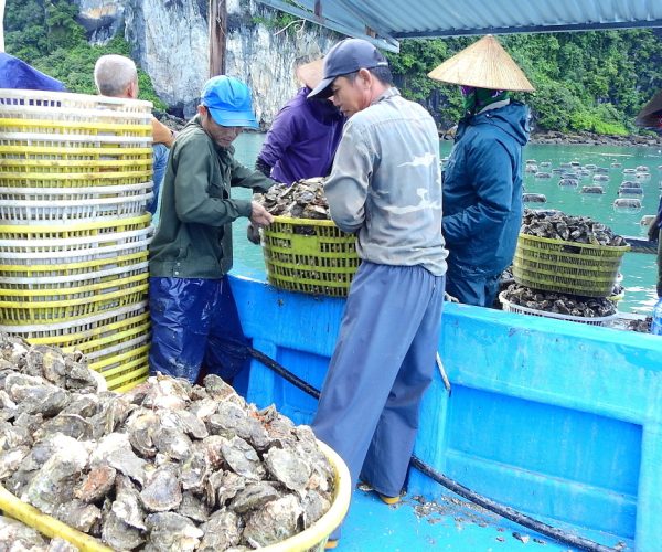 Tuyển dụng đơn hàng nghề nuôi và sơ chế hàu – BV1342