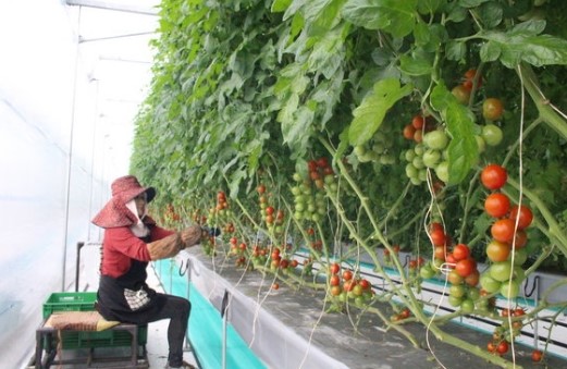 Tuyển dụng đơn hàng trồng cà chua, cải bó xôi – BV1421BS