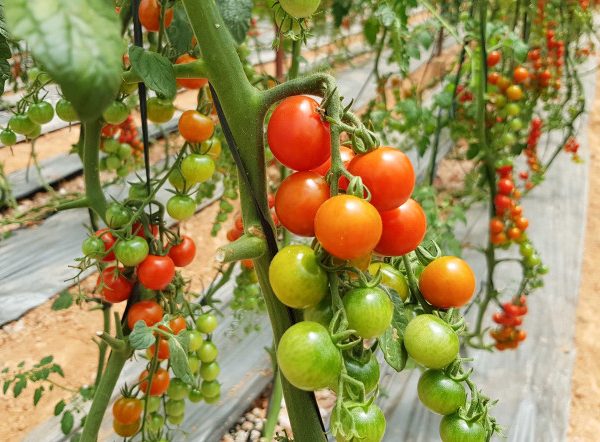 Tuyển dụng đơn hàng trồng cà chua, cải bó xôi – BV1296