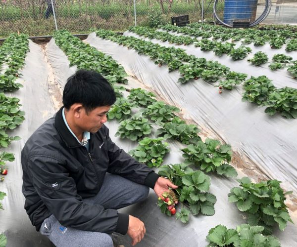 Tuyển dụng đơn hàng trồng và thu hoạch dâu tây – BV1365