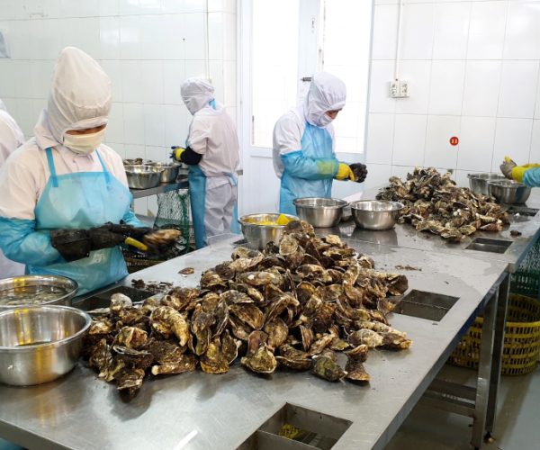 Tuyển dụng đơn hàng nghề nuôi và sơ chế hàu – BV1342