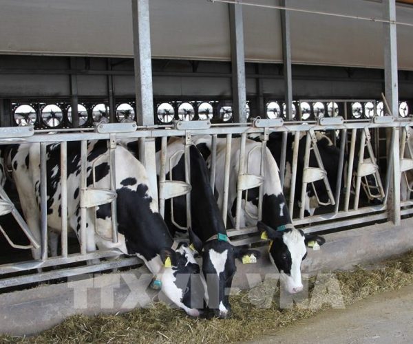 Tuyển dụng đơn hàng chăn nuôi bò sữa, vận hành máy nông nghiệp trong trang trại – BV1606