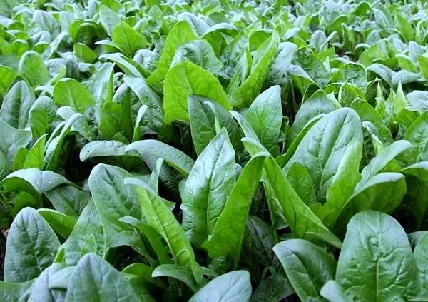 Tuyển dụng đơn hàng trồng và thu hoạch cà chua , cải bó xôi – BV1534