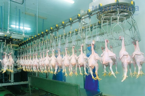 Tuyển dụng đơn hàng sơ chế gia cầm – BV2241N