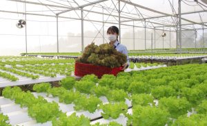 Tuyển dụng đơn hàng trồng, chăm sóc, thu hoạch các loại rau – BV2145CD