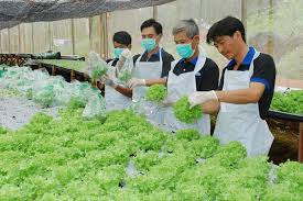 Tuyển dụng đơn hàng Trồng, chăm sóc, thu hoạch, sơ chế, đóng gói rau củ – BV2262N